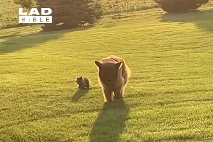 My Dog Brought Home a New Racoon Friend